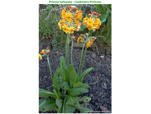 ������� ���������� ���� �� ���������.JPG