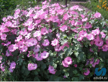 �������� ������� ����, �����5.jpg