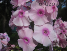 ��������� ��� (Brilliant Eyes)