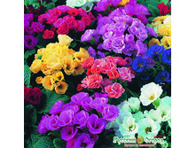 ������� F1 ����, ����� �������� 36 ���. (5 ��.).����������