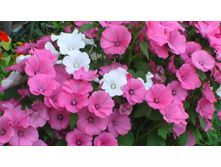 �������� ������� ����, ����� 10 ���. (0,3 ��.).������ �� 10 ��.!!!!!