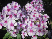 �������� ������