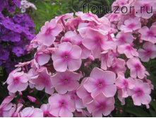 ����� ����