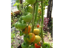 ����� F1 �������� ���. ����.jpg