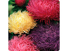 ����� ������� (�����).jpeg