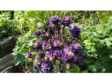 ��������� ����� ��������