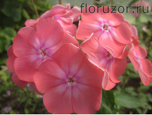 ������ ����