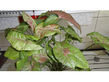 ��������� ��������