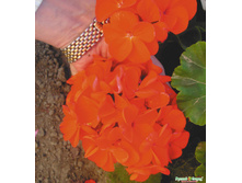 ���������� (������) ������� ������.jpeg