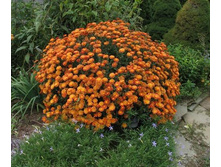 ���������� �������, �����.jpg