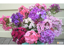 ����� ������� ����� � ������.jpg