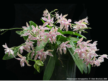 P.hieroglyphica.jpg