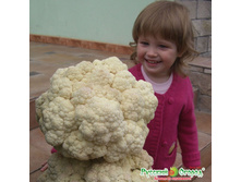 ������� ������� ������� ������ 17,70 ���. (30 ��.).jpeg