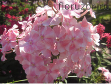 ����� ���������