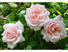 ��� ���� (��)