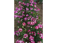 �������� F1 ������� �����, �����.jpeg