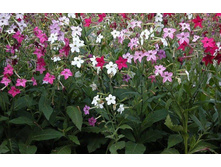 ����� �������� �����������.jpg