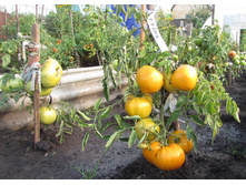 ����� �����2.jpg