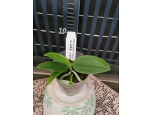 P.lobbii.jpg