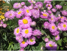 �������� �������