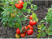 ����� ������ ���. ����.jpg