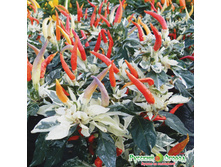 ����� ������ F1 ��� 60 ���. (5 ��.) ����� ������������.jpeg