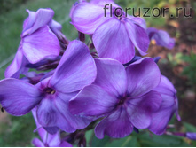 ������ �����