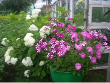 ������ � ��������.jpg