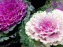 ������� ������������ ��������� ���� ���. ����. ����� ������ �� ���������3.jpg