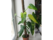 Philodendron domesticum variegata.