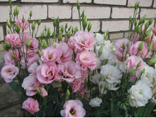 ������� � ����2.jpg