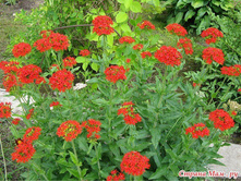 ������ ����������� ����� (������).jpg