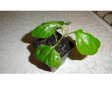 �����������   Snow Cup Mylty- 250-  300 ���.