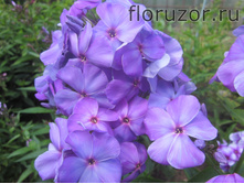 ��� ������, ��� ������