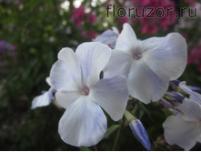 ������� ��������