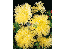 ����� �����������.jpeg