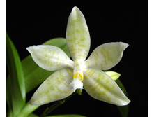 P.hieroglyphica flava 2.jpg