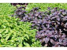 �������� � �������.jpg