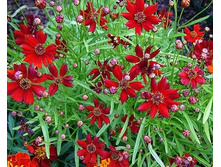 ��������� �������.jpg