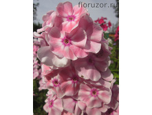 ������� (����. ��������)