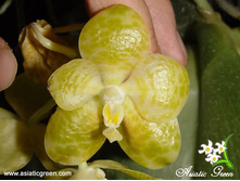 Phalgigantea alba.jpg