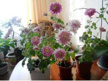 ���������� ����� ���������� ����5.jpg