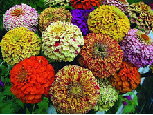 ������ ��������� �����, ����� 9,10 ���. (30 ��.).������ �� 13 ��!!!!!!!!!!!!!!