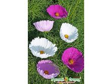 ������ ������ ����, ����� 16 ���. (0,1 ��.).jpeg