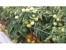 ����� ������� ������ ������� ���. ����2.jpg