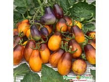 ����� F1 �������� ����� 49,30 ���. (5 ��.). ������ ���� � ����������� �� ����������.