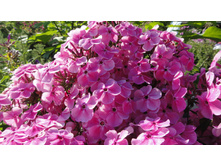 ������� ���������