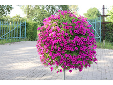 ���������� F1 �������, ���� �� ��������� � �����.jpg