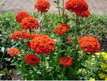 ������ ����������� ����� (������)2.jpg