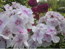 ���������� ����